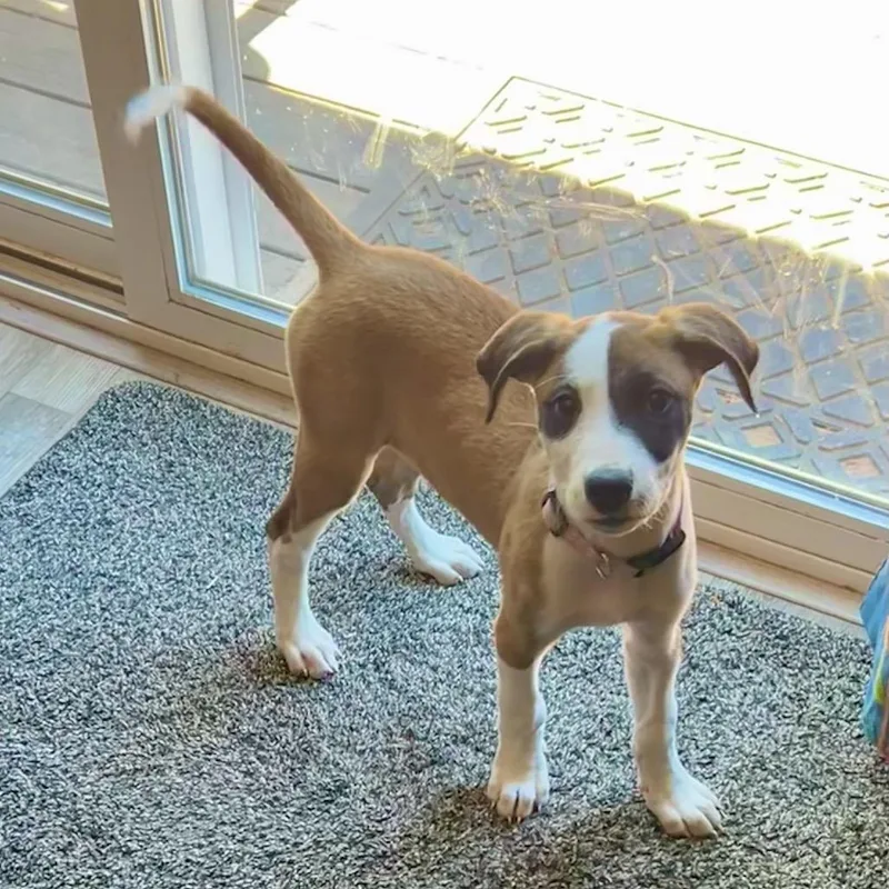 A baby medium-sized female Brown / Chocolate Belgian Shepherd / Malinois dog named Meela for adoption in Point Richmond, CA