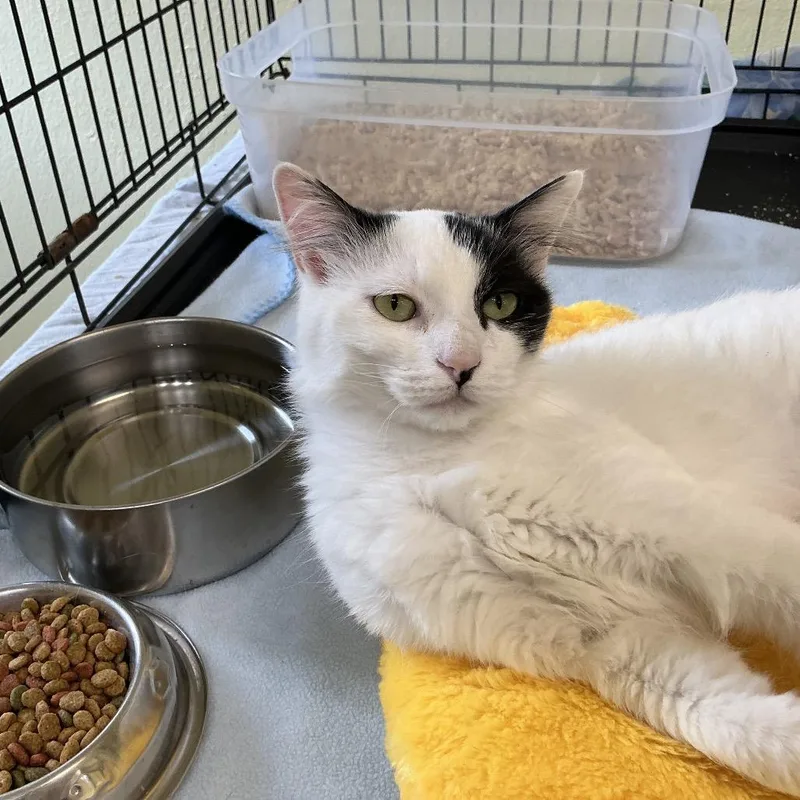 A young small-sized female White Domestic Medium Hair cat named Clarice for adoption in Midland, TX