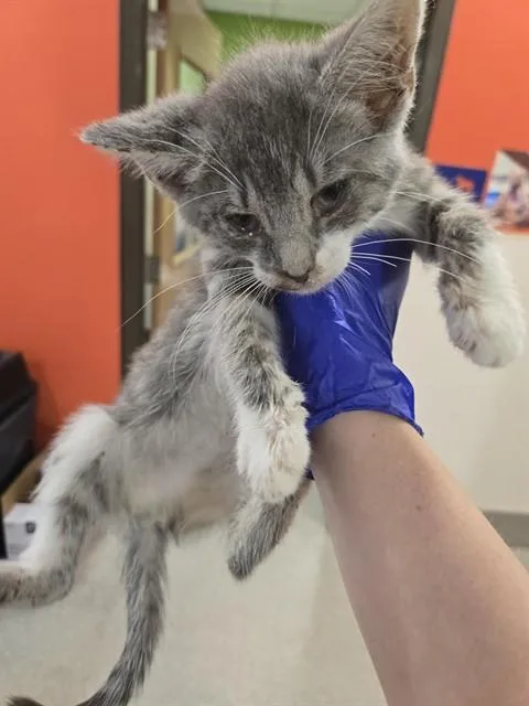 A baby small-sized female Domestic Short Hair cat named Chen for adoption in Louisville, KY