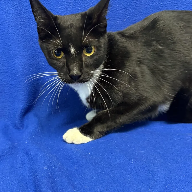 A young medium-sized female Black & White / Tuxedo Domestic Short Hair cat named Mimi for adoption in Valdosta, GA