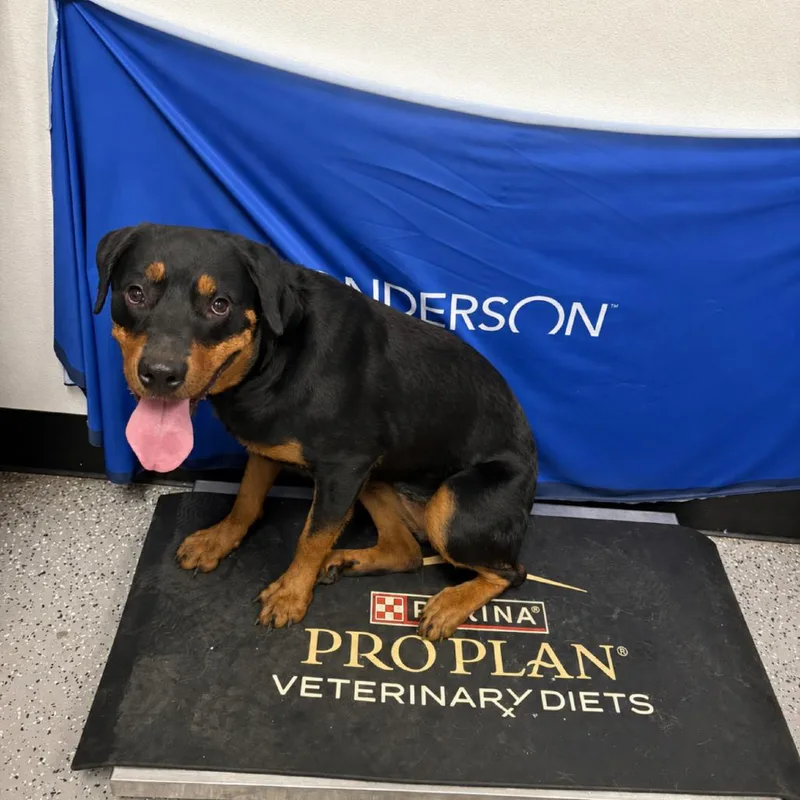 An adult small-sized female Black Rottweiler dog named Roxie for adoption in Henderson, NV