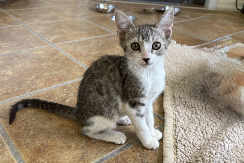 A baby small-sized female Domestic Short Hair cat named Firebird for adoption in Fountain Hills, AZ