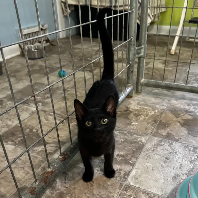A baby small-sized female Black Domestic Short Hair cat named Daisy for adoption in Brownsboro, AL