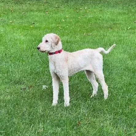 A young medium-sized female Poodle dog named Aspen for adoption in Hartland, WI