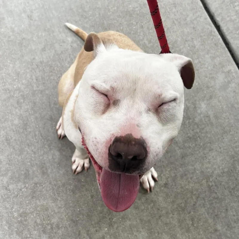 A young medium-sized male Yellow / Tan / Blond / Fawn Pit Bull Terrier dog named Brad Pitt for adoption in Chicago, IL