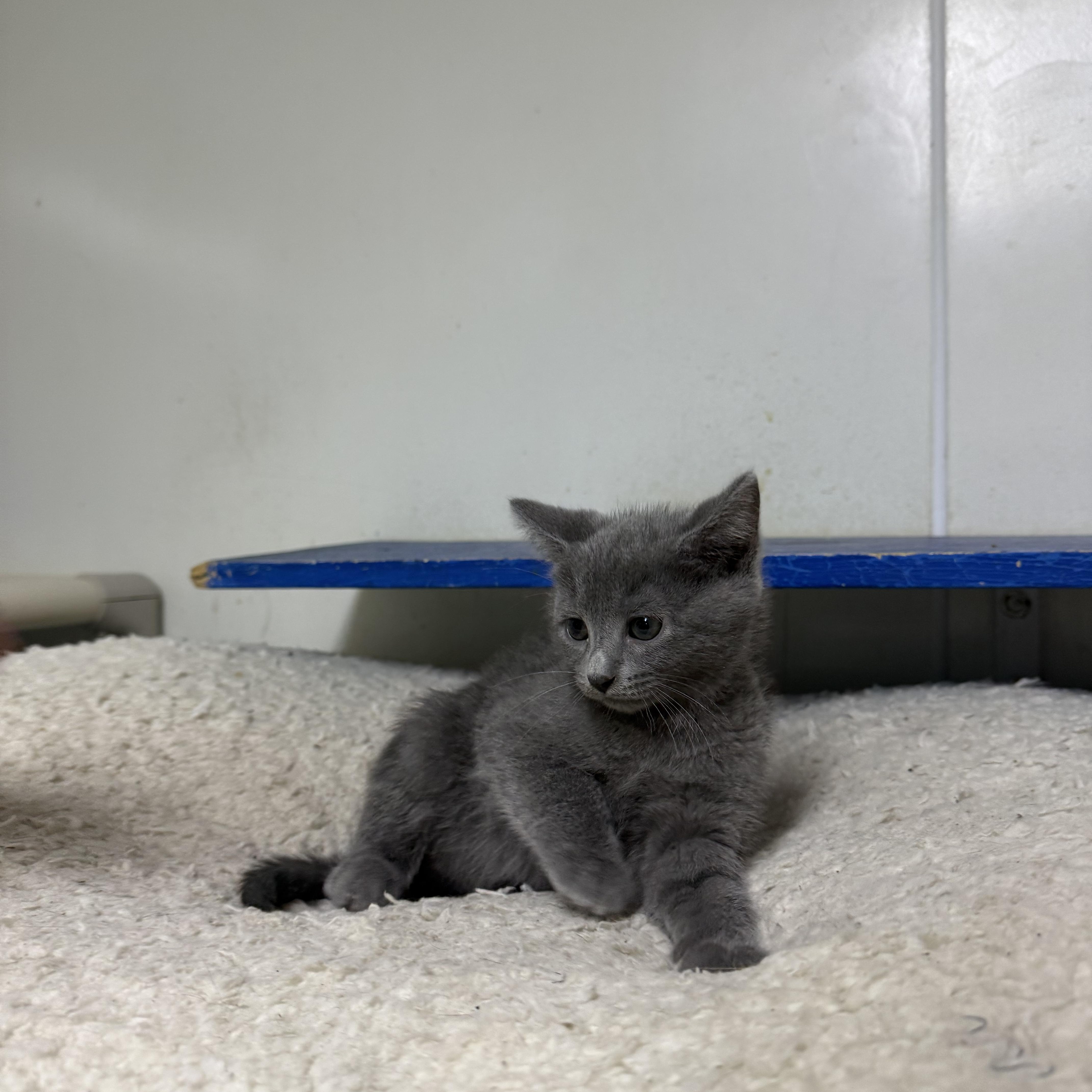 A baby small-sized male Gray / Blue / Silver Domestic Short Hair cat named Greg for adoption in Hendersonville, TN