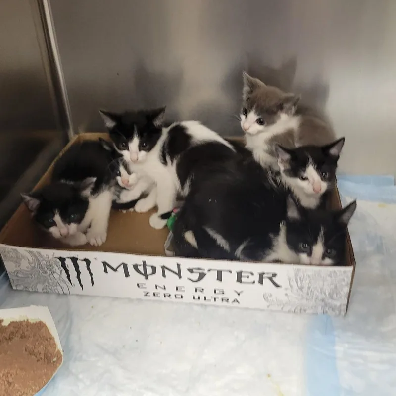A baby small-sized female Black Domestic Short Hair cat named Pink Floyd for adoption in Westminster, CA