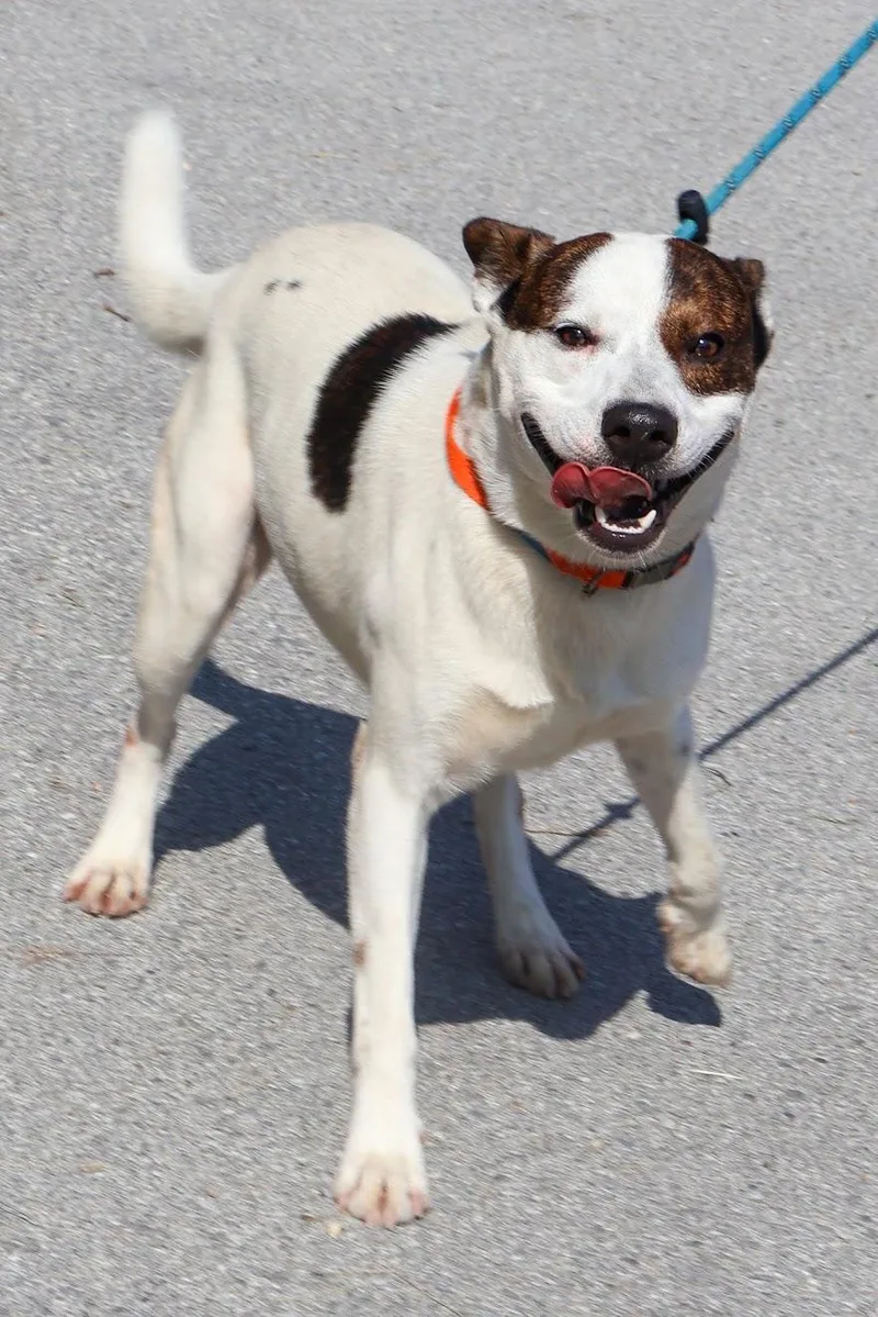 An adult medium-sized male Brindle Cattle Dog dog named Baxter for adoption in Hollister, MO