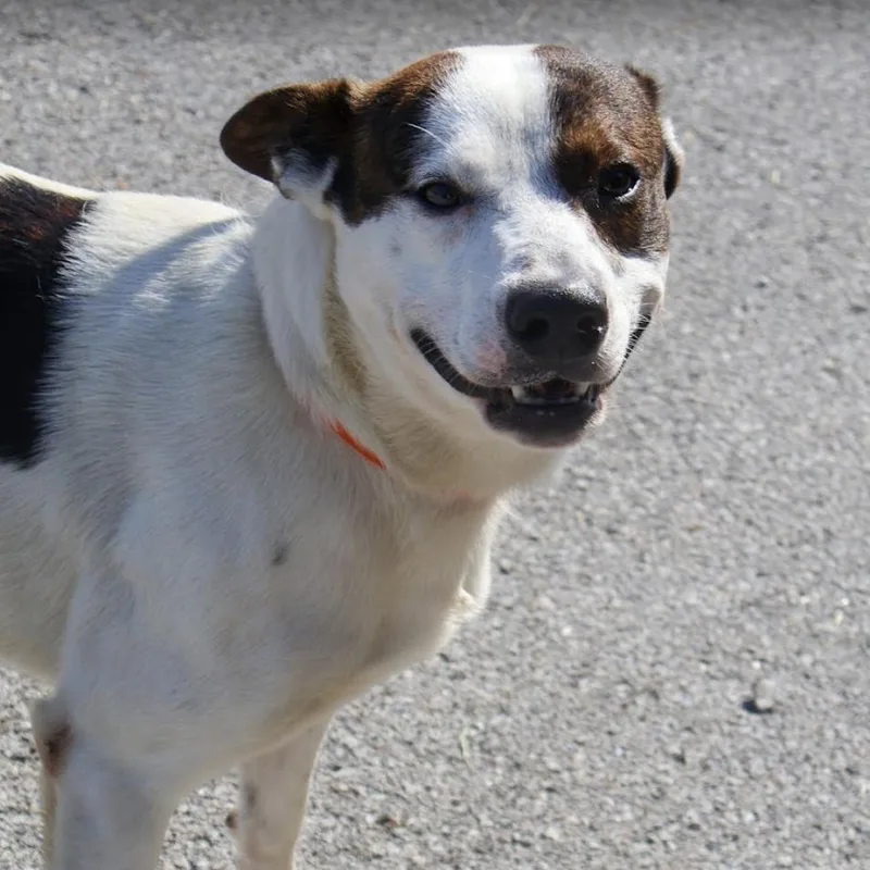 Baxter thumbnail 2