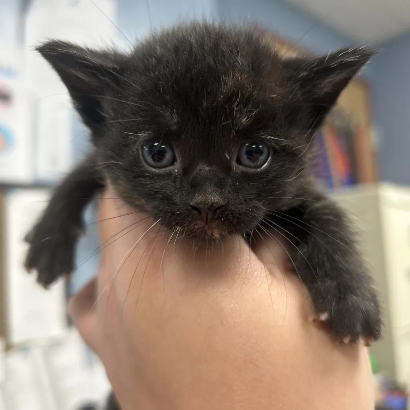 A baby small-sized female Tortoiseshell Domestic Short Hair cat named Gertie for adoption in St Joseph, MO