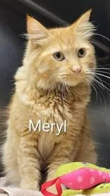 Meryl