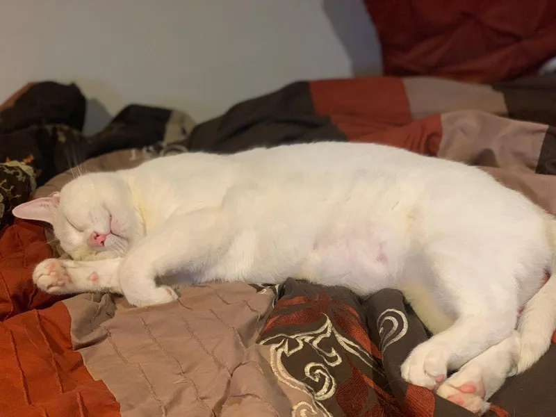An adult medium-sized male White Domestic Short Hair cat named Casper for adoption in Spring Lake, NJ