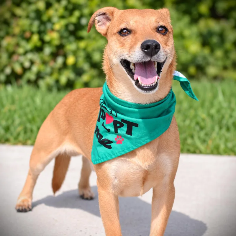 An adult small-sized male Chihuahua dog named Biscuit for adoption in Amsterdam, NY