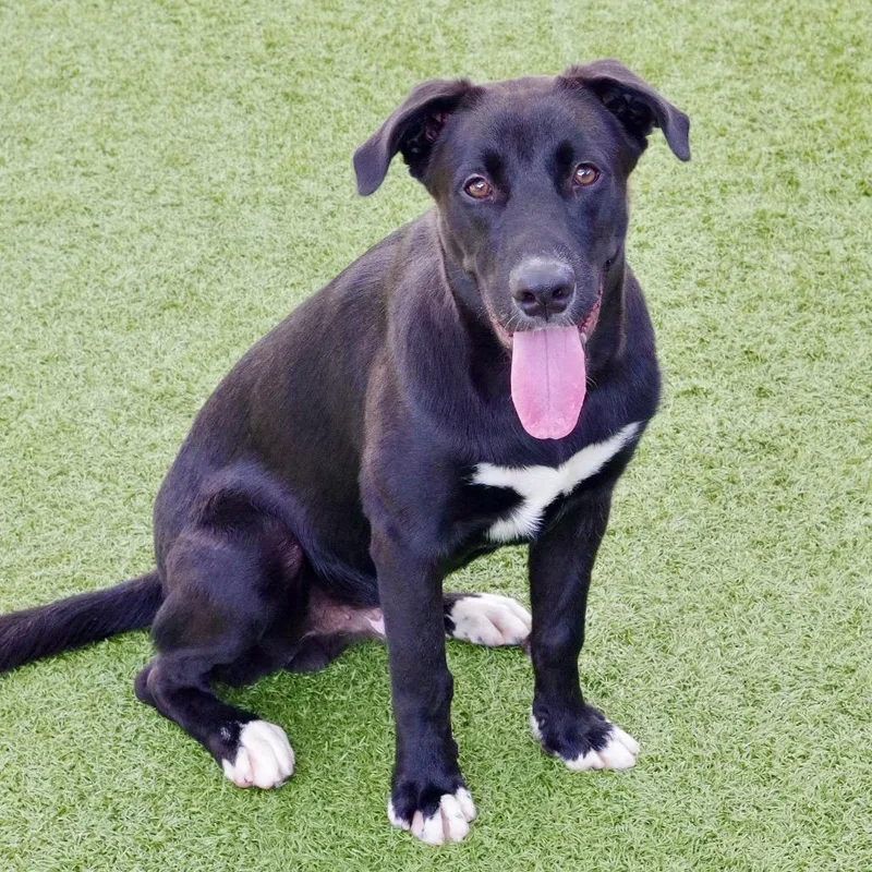 An adult medium-sized male Black Labrador Retriever dog named Nemo for adoption in Miami, FL