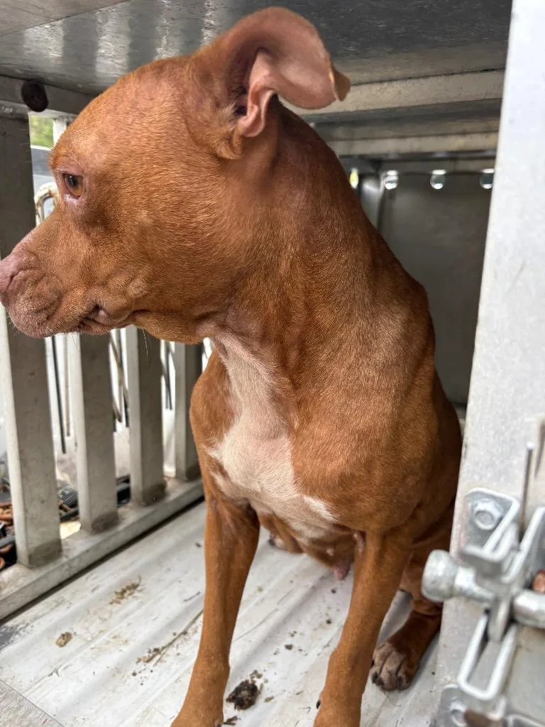 A young medium-sized female Pit Bull Terrier dog named Kathy for adoption in Effingham, SC
