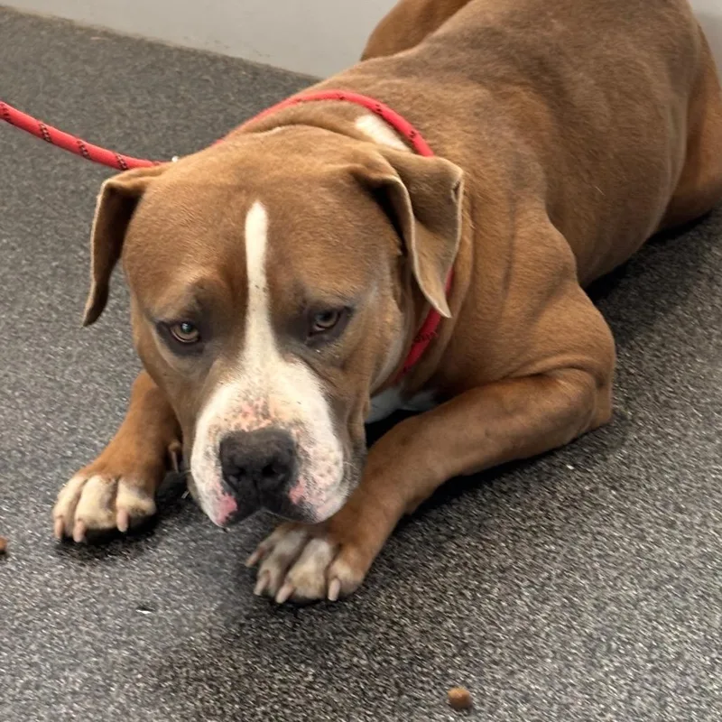 An adult large-sized male Mixed Breed dog named Cash for adoption in Allentown, PA