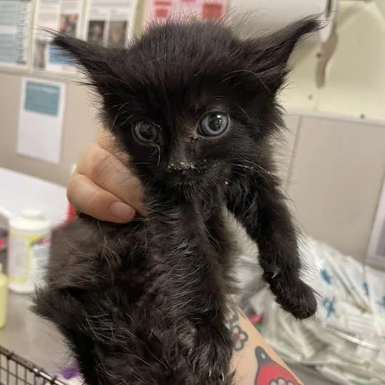 A baby small-sized male Black Domestic Short Hair cat named Yell for adoption in Chicago, IL