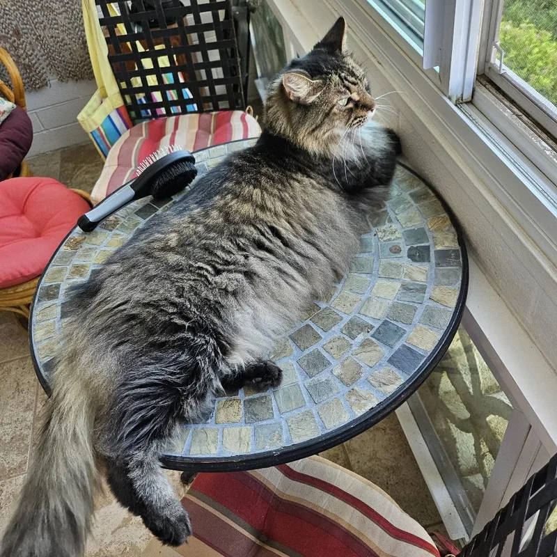 A senior medium-sized male Brown / Chocolate Domestic Long Hair cat named Dovah for adoption in Denver, CO