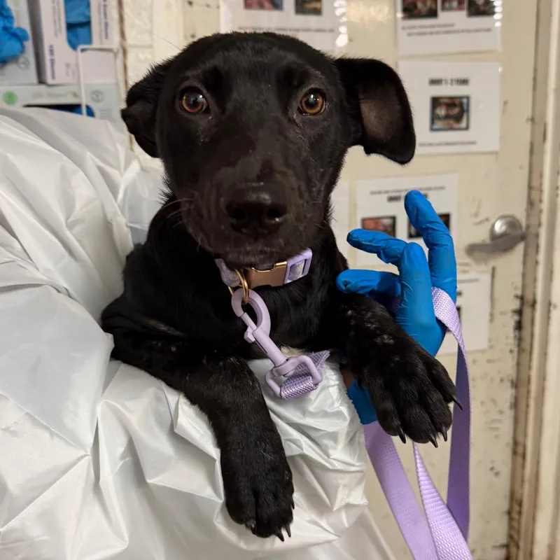 A young medium-sized female Black Shepherd dog named Wanda for adoption in Edinburg, TX