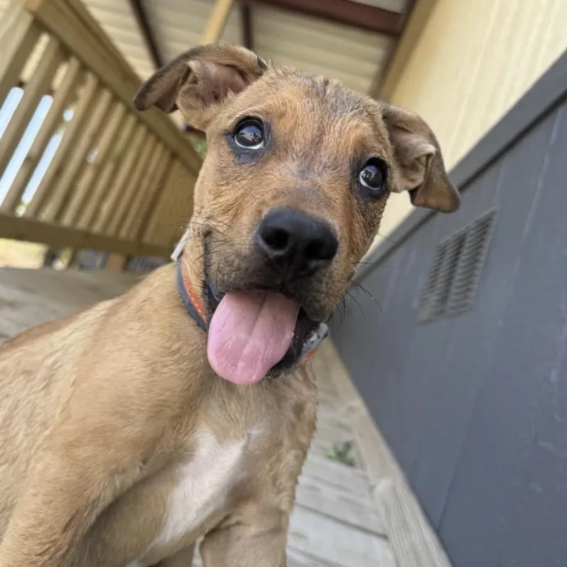 A baby medium-sized male German Shepherd Dog dog named John Deere for adoption in Parker, CO