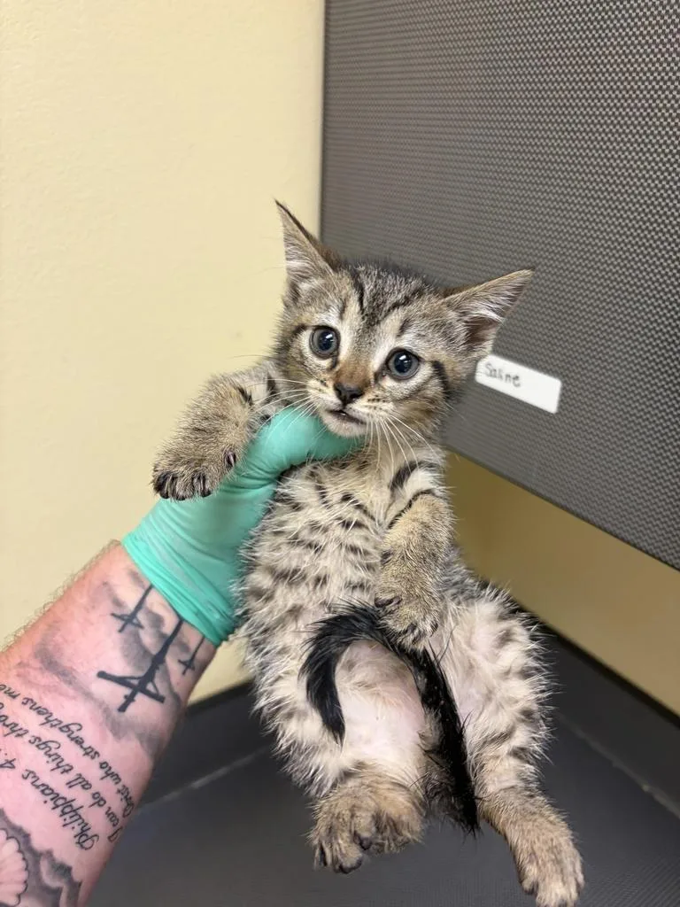A baby medium-sized female Domestic Short Hair cat named Broccoli for adoption in Florence, SC