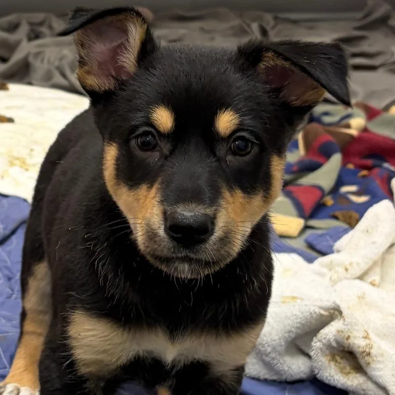 A baby medium-sized female Black German Shepherd Dog dog named Bread Basket for adoption in Austin, TX