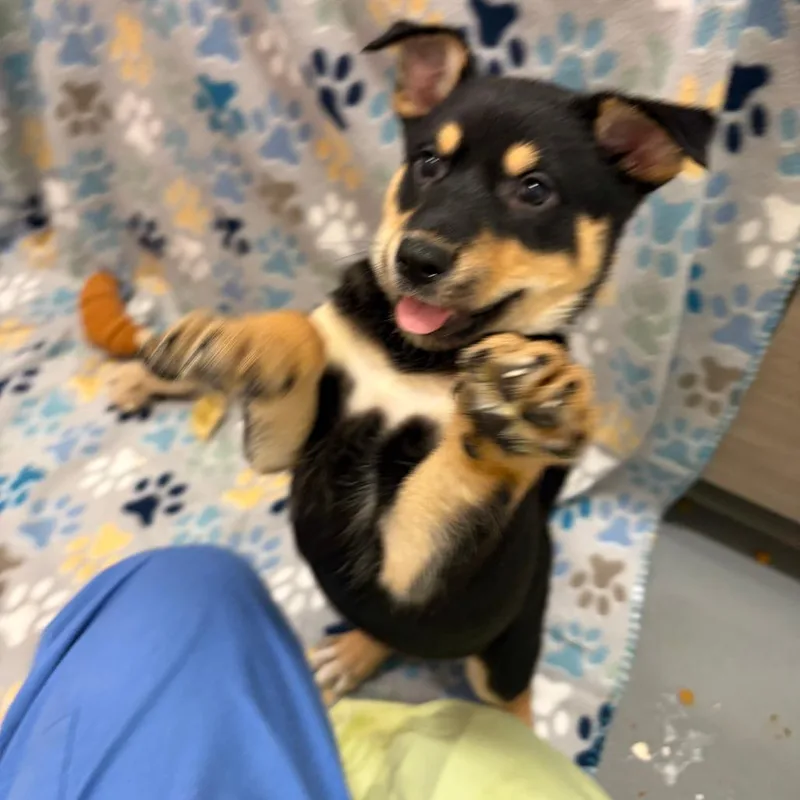 Bread Basket thumbnail 3