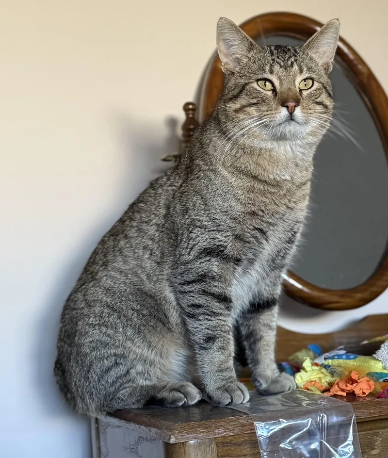 An adult large-sized male Brown / Chocolate Domestic Short Hair cat named Doogie for adoption in Lincoln, NE