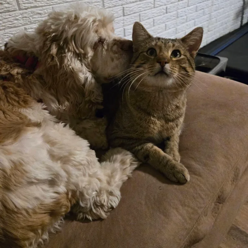 Doogie thumbnail 3