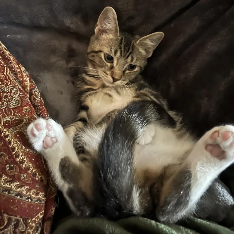 A baby small-sized male Gray / Blue / Silver Domestic Short Hair cat named Hudson for adoption in La Grange, KY