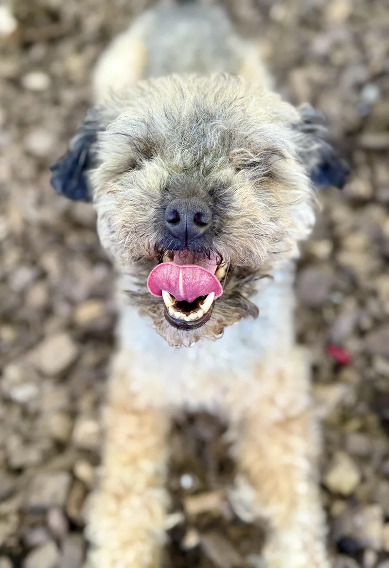 A senior small-sized female Tricolor (Brown, Black, & White) Poodle (Toy) dog named Mira for adoption in Columbia, MD