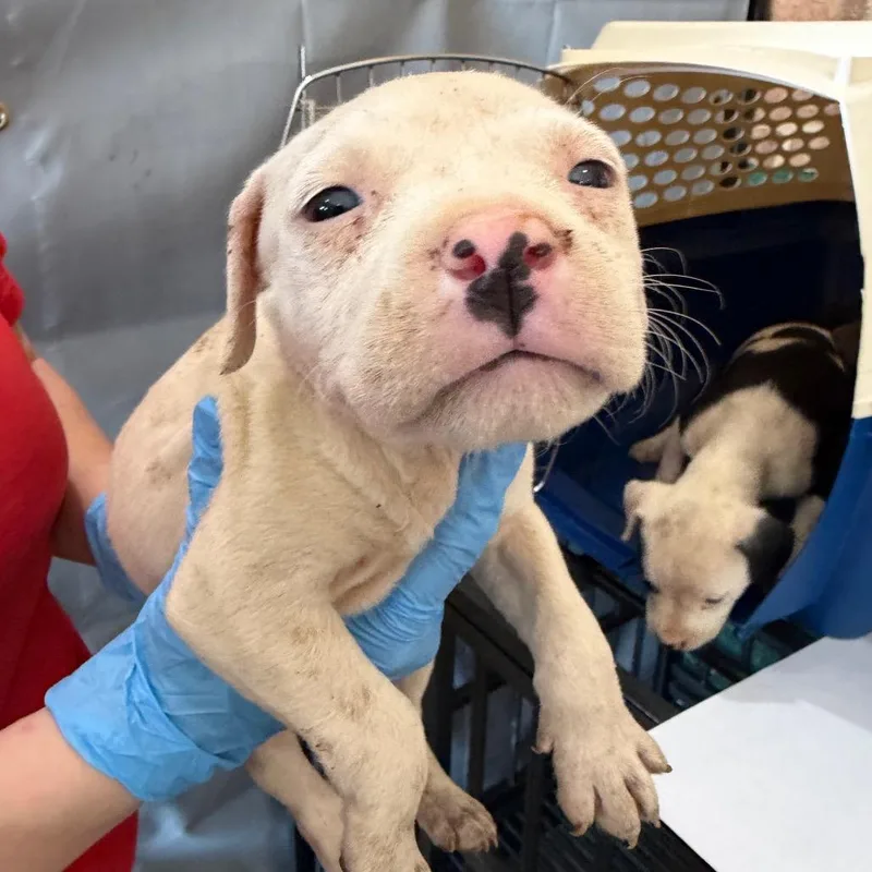 A baby small-sized female White / Cream Pit Bull Terrier dog named Rosie for adoption in Birmingham, AL