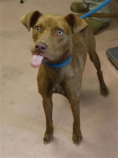 A young medium-sized female Mixed Breed dog named Jada for adoption in Columbia, SC