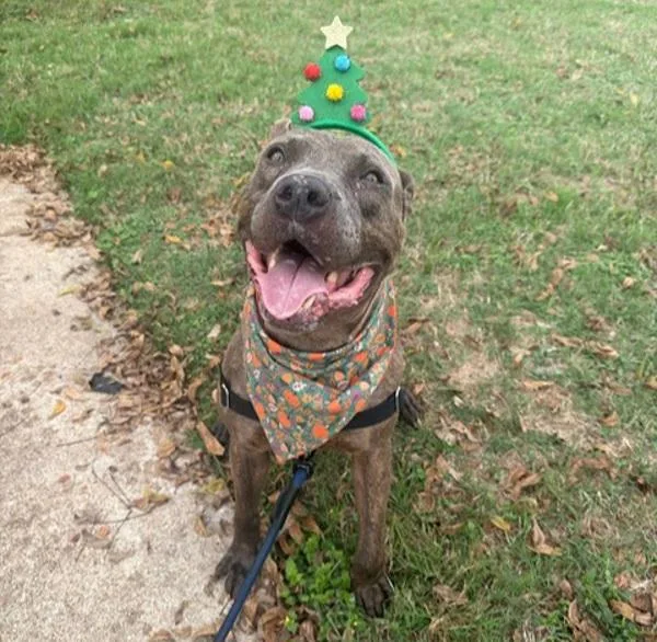 Finnegan thumbnail 2