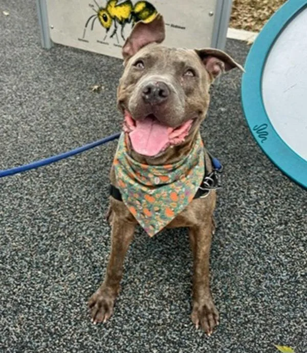 Finnegan thumbnail 3