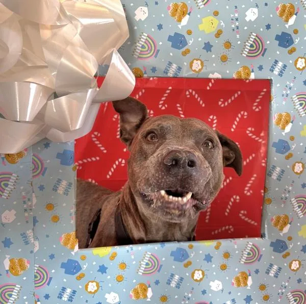 Finnegan thumbnail 4