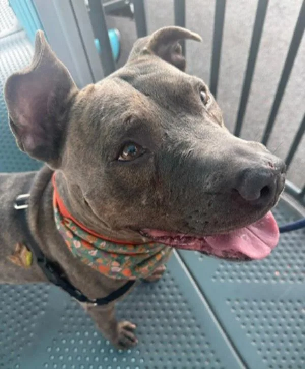 Finnegan thumbnail 5