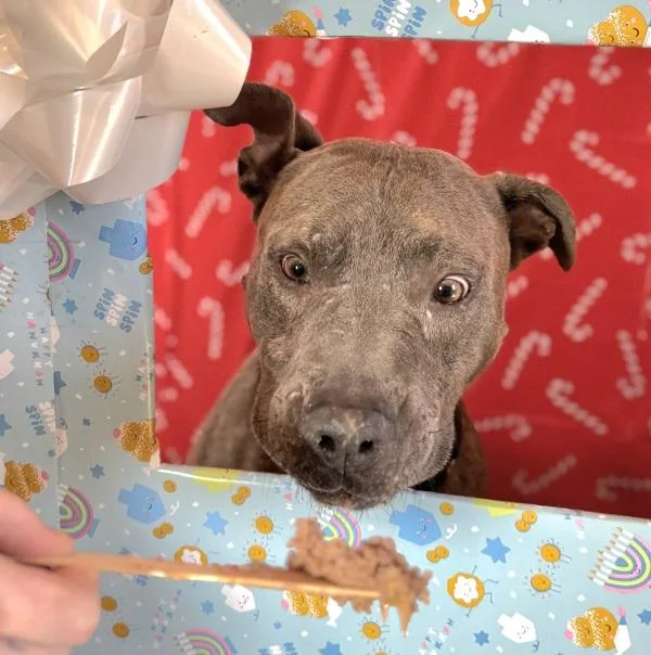 Finnegan thumbnail 6