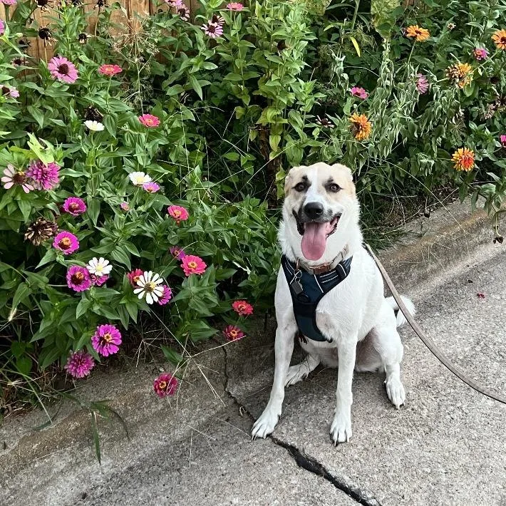 An adult large-sized female White / Cream Anatolian Shepherd dog named Charlie for adoption in Tulsa, OK