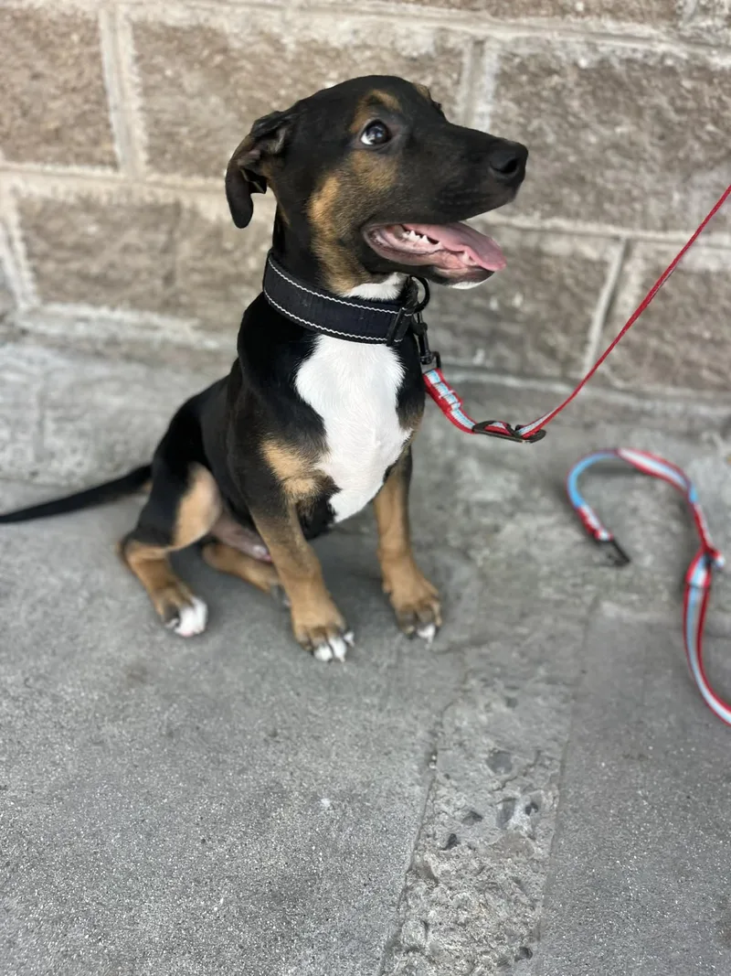 A baby medium-sized male Tricolor (Brown, Black, & White) Shepherd dog named Archie for adoption in Poway, CA