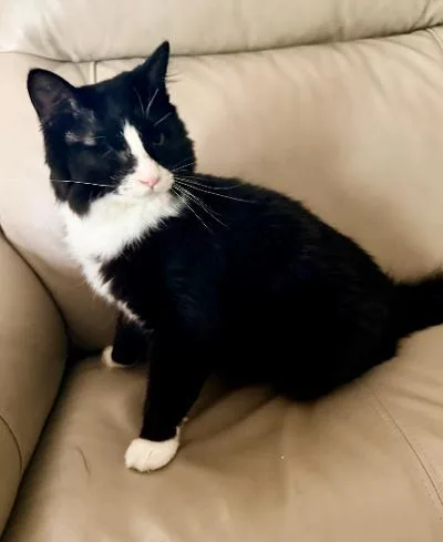 A baby medium-sized female Black & White / Tuxedo Domestic Short Hair cat named Prairie for adoption in Mokena, IL