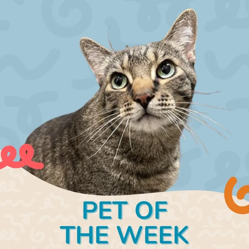 A senior extra large-sized male Buff / Tan / Fawn Domestic Short Hair cat named Cj for adoption in Reno, NV