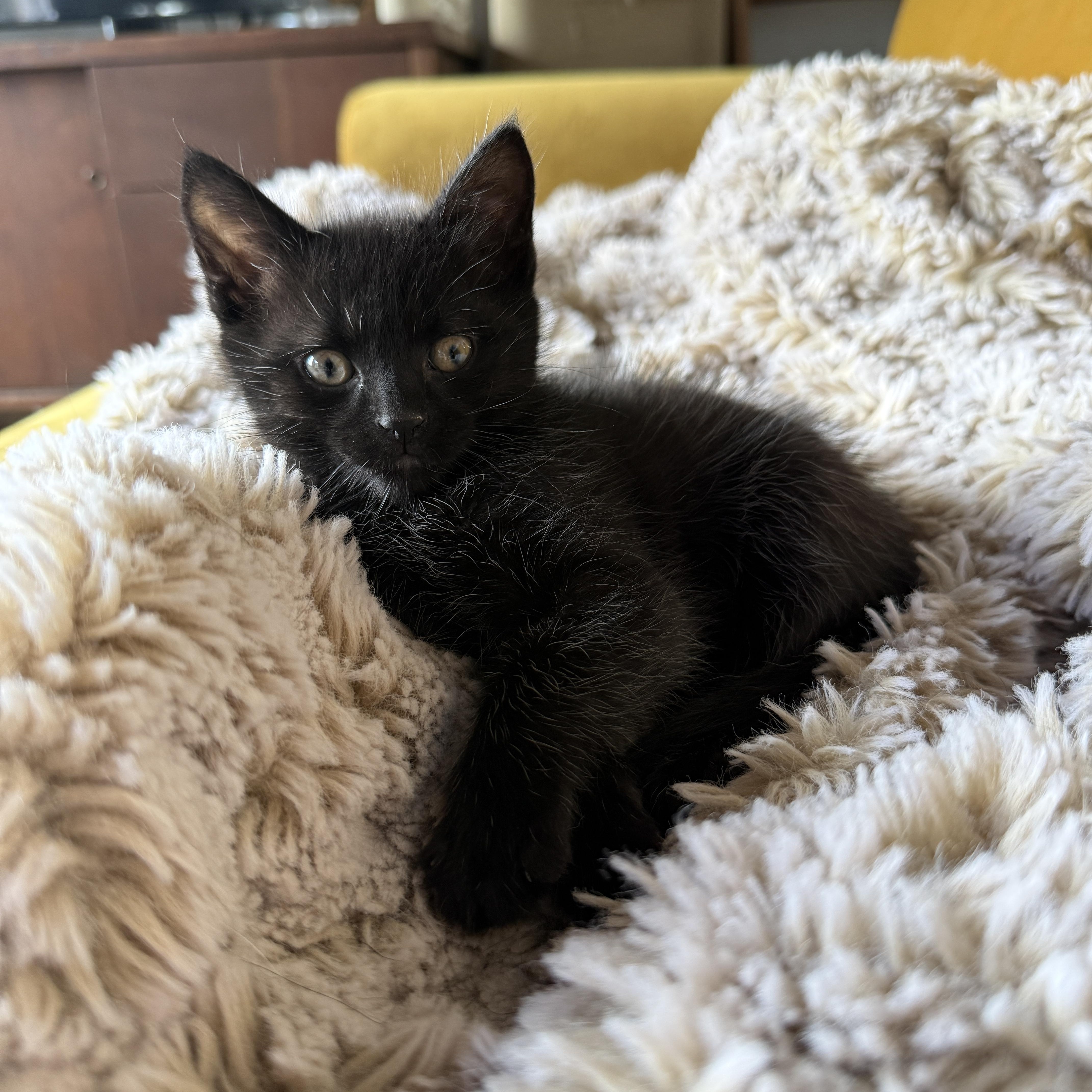 A baby medium-sized male Black Domestic Short Hair cat named David Bowie for adoption in Clyde, NC