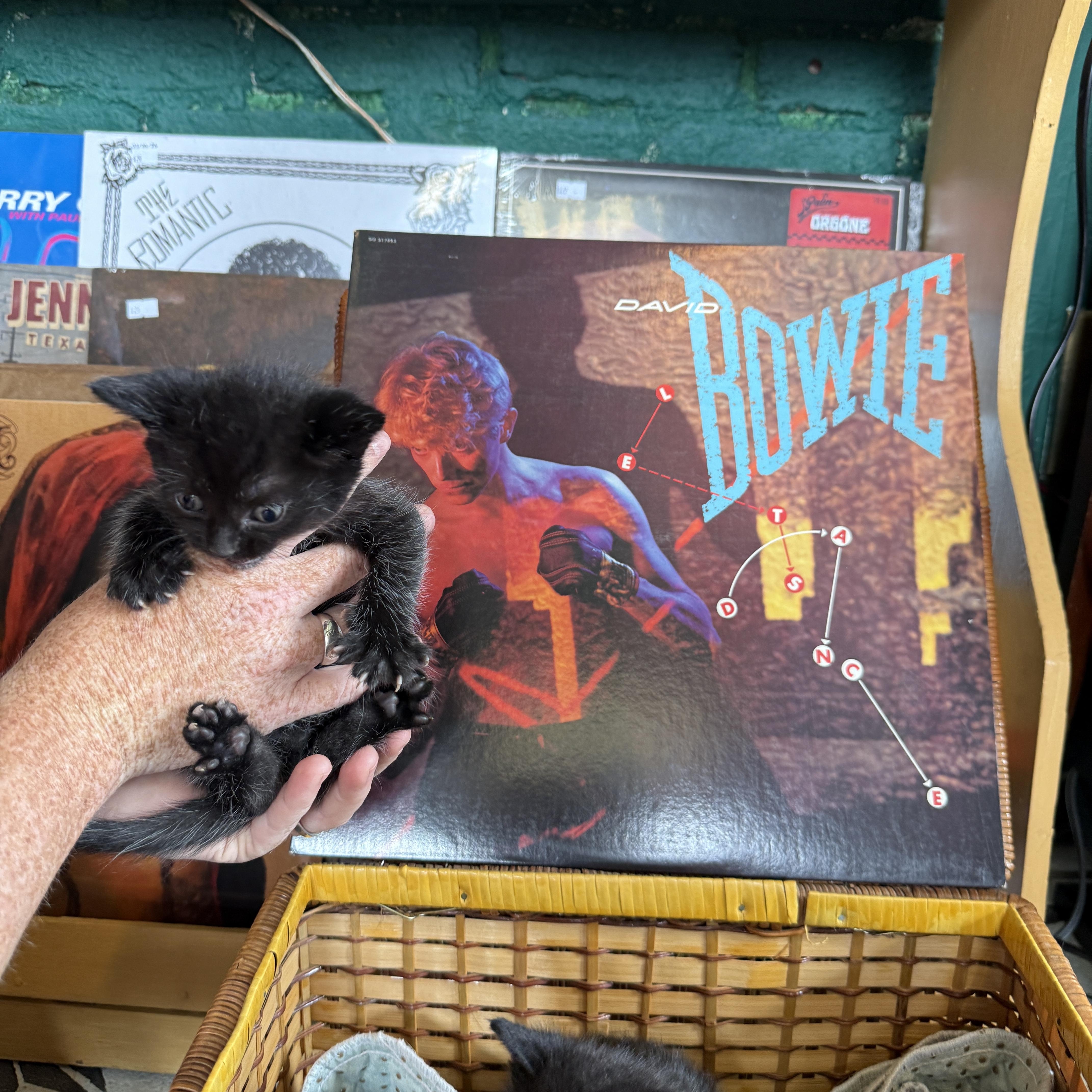 David Bowie thumbnail 4