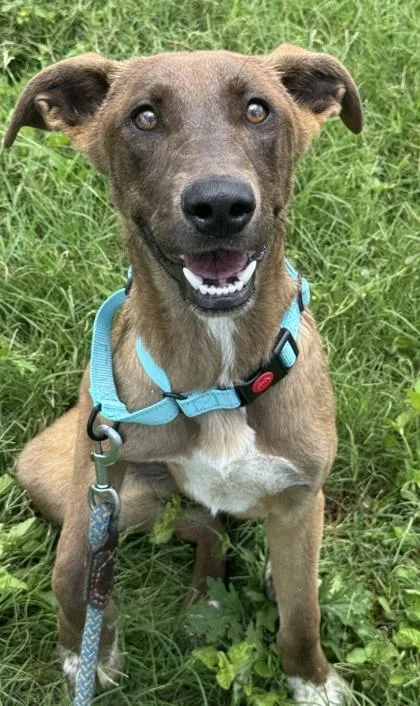 An adult medium-sized female Shepherd dog named Fruit Loops for adoption in San Antonio, TX