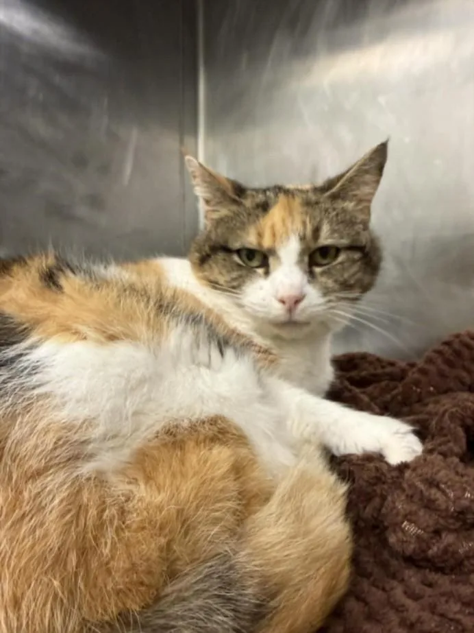 A senior small-sized female Domestic Short Hair cat named Mary Jane for adoption in Hagerstown, MD
