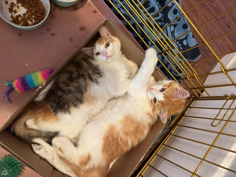 Cali
