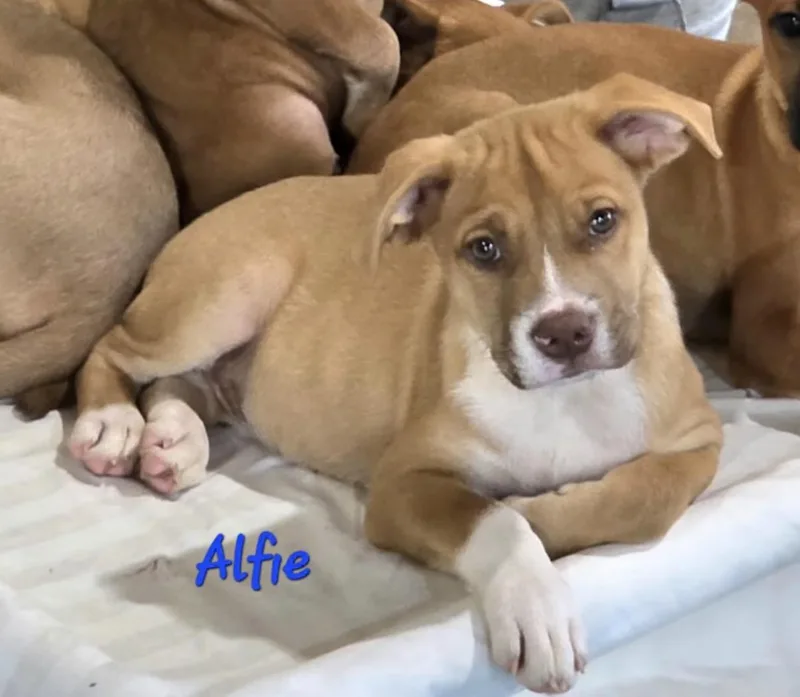 Alfie thumbnail 2