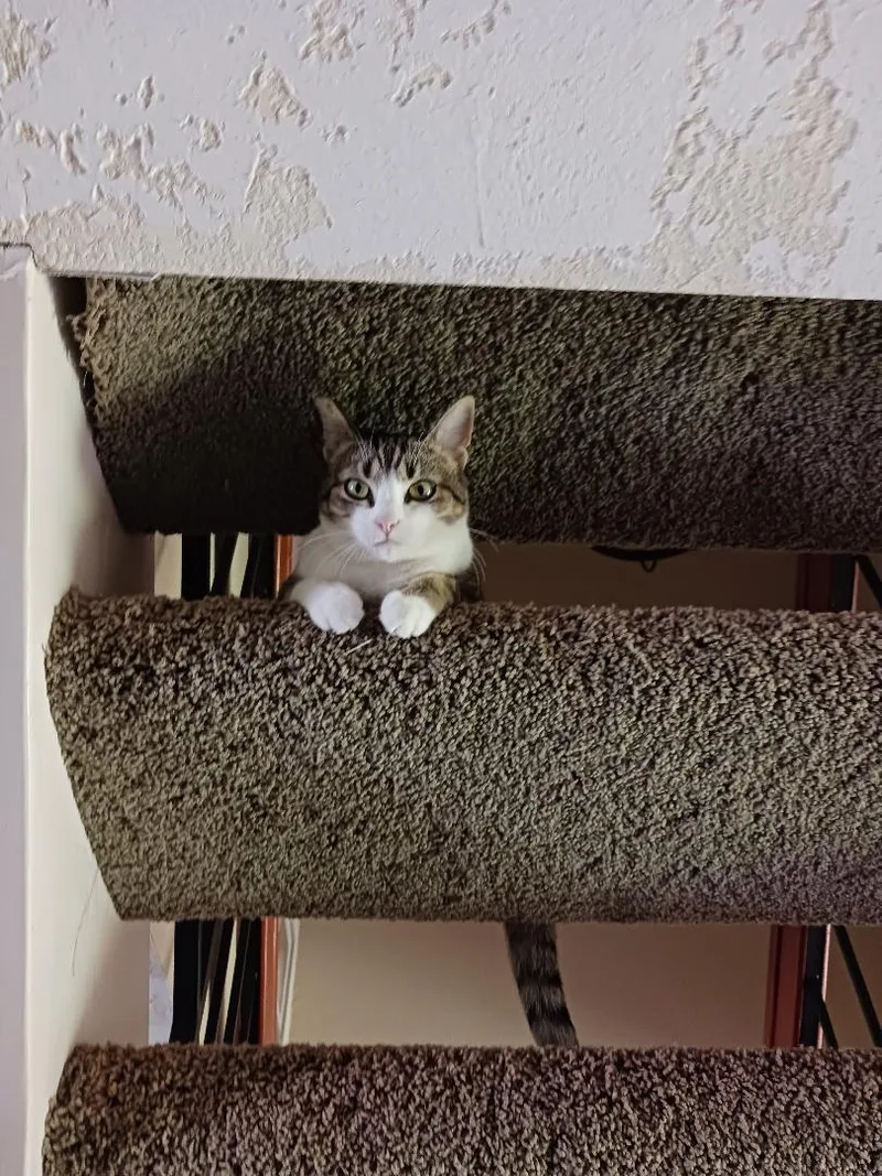 An adult medium-sized female Gray & White Domestic Short Hair cat named Hadley for adoption in Oceanside, CA