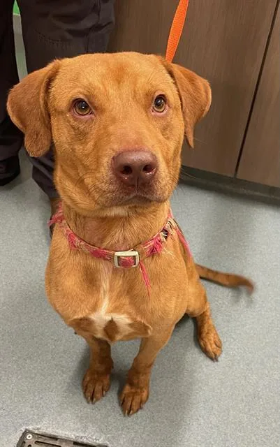 A young medium-sized male Doberman Pinscher dog named Willy for adoption in Baytown, TX